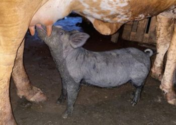 Porquinha é amamentada por vaca em propriedade da região