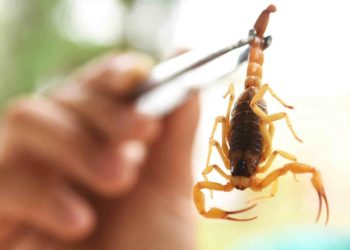 Em dois meses, Braço do Norte tem registro de três escorpiões