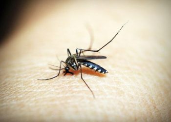 Tubarão terá mutirão de combate à dengue, casos seguem aumentando