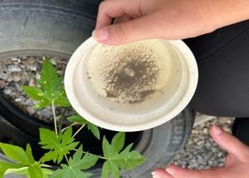 Cidade da região contabiliza oito focos do mosquito da dengue