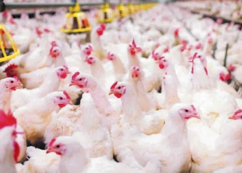 Setor produtivo comemora recorde histórico nas exportações de carnes no primeiro bimestre de 2025