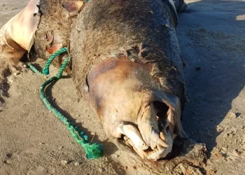 Leão-marinho é encontrado morto em Araranguá