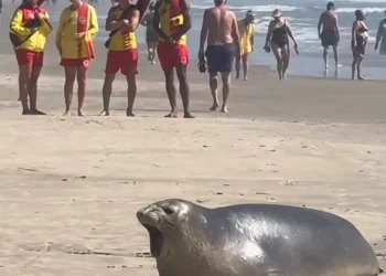 Laguna: elefante-marinho aparece nas areias da praia do Mar Grosso