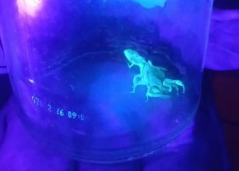 Três escorpiões são encontrados no mesmo bairro