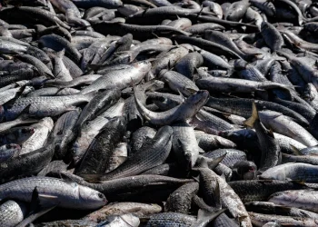 PGE/SC aciona Justiça Federal para garantir derrubada das cotas para a pesca artesanal de praia da tainha