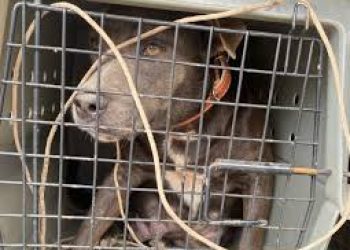 Lauro Müller: cão é encontrado morto com sinais de violência