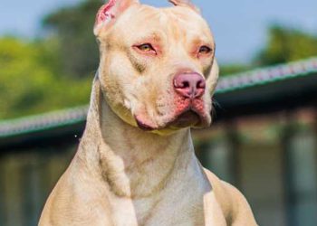 Morador fica ferido após ataque de dois pit bulls