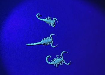 Mutirão encontra mais 25 escorpiões-amarelos em bairro