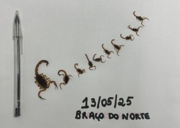 Mutirão noturno encontra mais 11 escorpiões em Braço do Norte