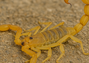 Aumento de Ocorrências com Escorpiões em São Ludgero preocupa