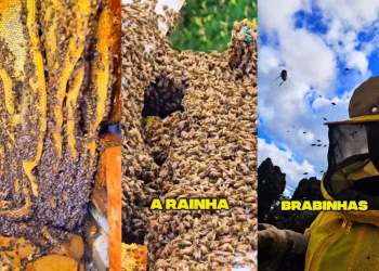 Colmeia com mais de 100 mil abelhas é encontrada no telhado de escola