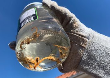 Encontrados 11 escorpiões em residência na região