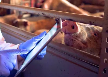 Santa Catarina tem melhor resultado nas exportações de carnes em 28 anos