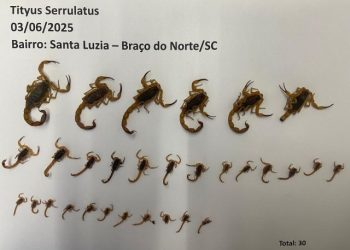 Braço do Norte: número de escorpiões-amarelos chega a 92 em um único bairro