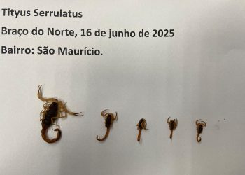 Braço do Norte registra 123 escorpiões amarelos