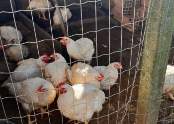 Cidasc adota medidas sanitárias após foco de gripe aviária no Sul de SC