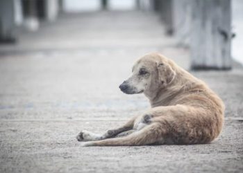 Polícia investiga possível envenenamento de cães em Laguna