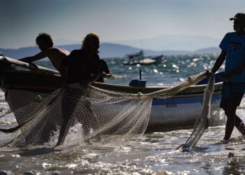Governo federal amplia cota para pesca de arrasto da tainha em SC