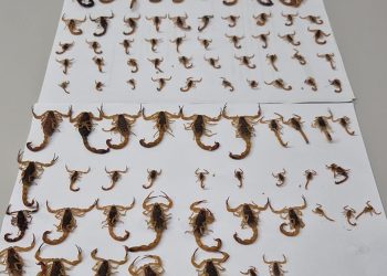 Braço do Norte captura 117 escorpiões em ação única