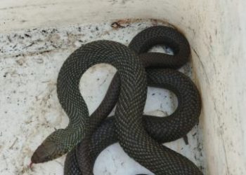 Família encontra cobra dentro de casa