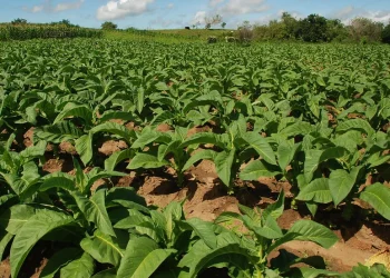 Orleans: audiência pública sobre classificação do tabaco será realizada nesta quinta-feira