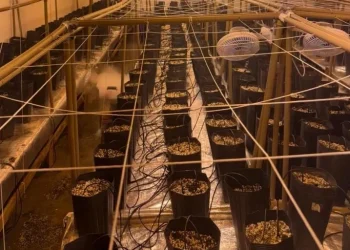 Polícia Civil localiza estufa de cultivo de ‘skunk’ e prende homem por tráfico de drogas