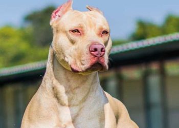 Pit Bull escapa de cercado e ataca moociclista
