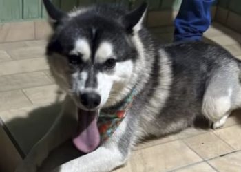 Grão-Pará: cão é agredido a pauladas e caso é investigado pela polícia