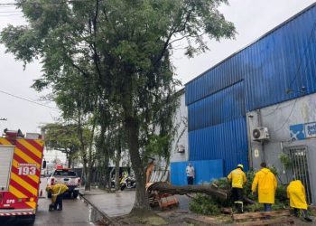 Tubarão: passagem de frente fria causa ventos e queda de árvore
