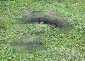 Três animais são encontrados mortos em terreno