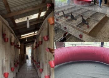 Galos mutilados são encontrados em rinha durante operação policial na região