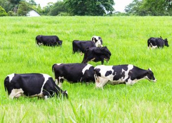 Furto de vacas em propriedade deixa prejuízo de R$ 25 mil