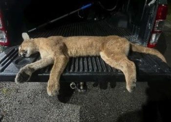 Puma morre atropelado na rodovia que liga Tubarão a Pedra Grandes