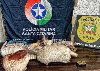 Grão-Pará: Polícia apreende tatus congelados e munições
