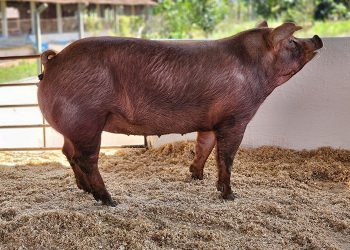 Braço do Norte: suíno de alto valor de mercado é morto com tiro por vizinho