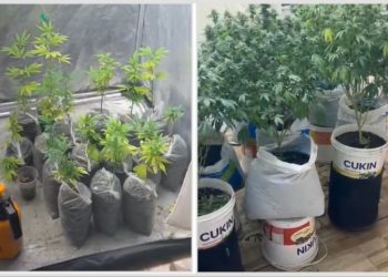 Estufa com 29 pés de maconha é descoberta em kitnet