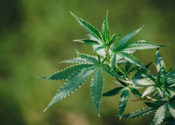 Pé de maconha levanta suspeita e policiais encontram mais de quatro quilos de drogas em banheiro