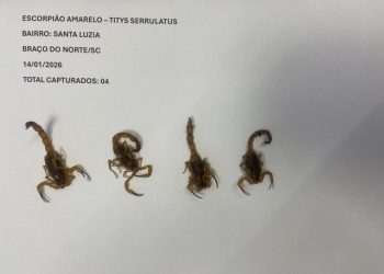Aumento na presença de escorpiões acende alerta na região