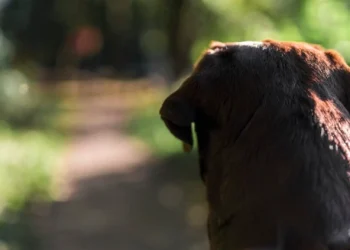 Orleans: homem é preso por maus-tratos de cachorro