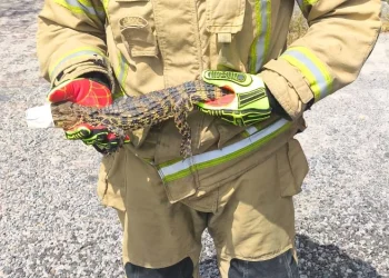 Jacaré é capturado próximo à floricultura