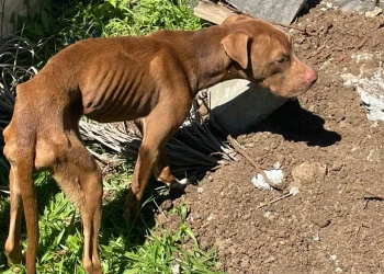 Pitbulls são resgatados após maus-tratos e tutor é preso pela Polícia Civil no Sul de SC