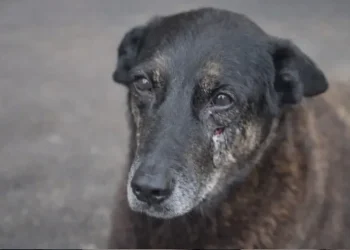 Cão orelha: polícia apreende pertences de adolescentes que estavam no exterior