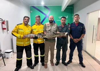 Jacaré é resgatado pelo Corpo de Bombeiros após ser atropelado