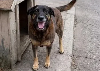 Procon notifica postos e apura repasse de redução no preço dos combustíveis