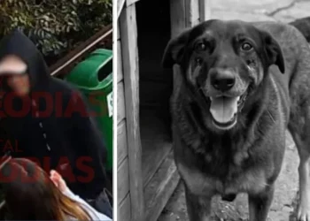 Justiça: polícia pede internação de adolescente por morte do cão Orelha